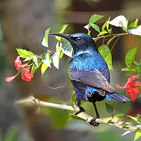 Purple sunbird