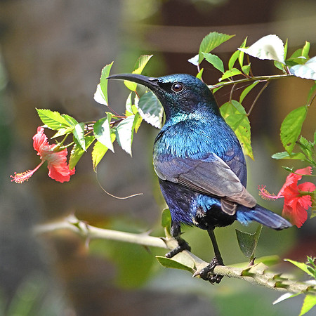 Purple sunbird