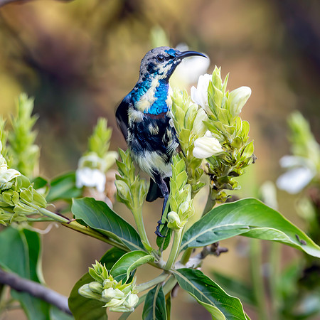 Immature Purple sunbird