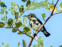 Purple sunbird, immature