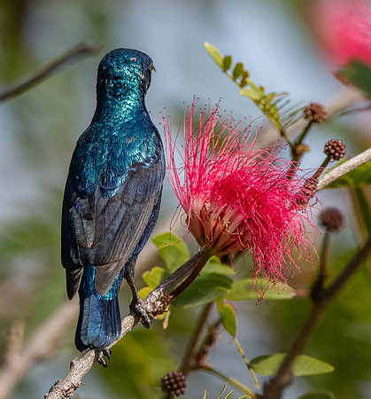 Purple sunbird