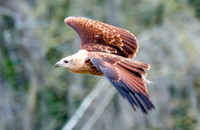 Brahminy kite