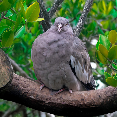 Bare eyed pigeon