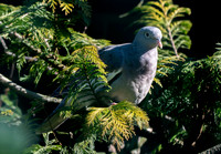 Bare eyed pigeon