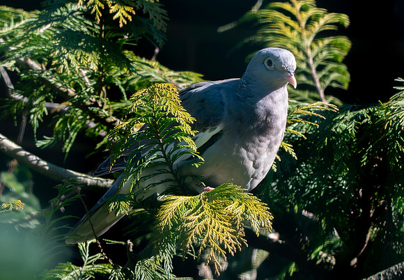 Bare eyed pigeon