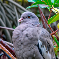 Bare eyed pigeon