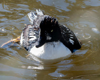 Barrow's goldeneye