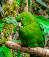 Blue bellied parrot