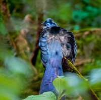 Blue coua
