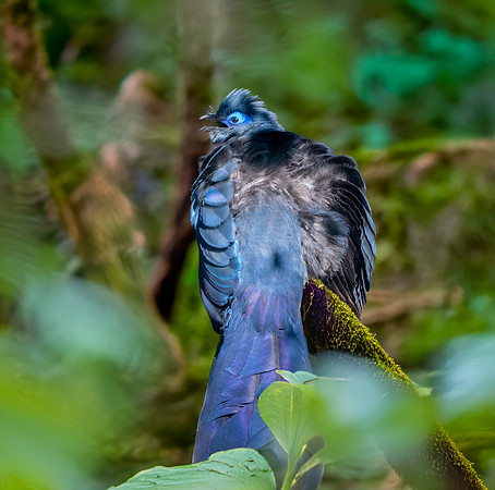 Blue coua