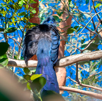Blue coua