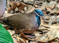 Blue headed quail dove