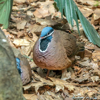 Blue headed quail dove