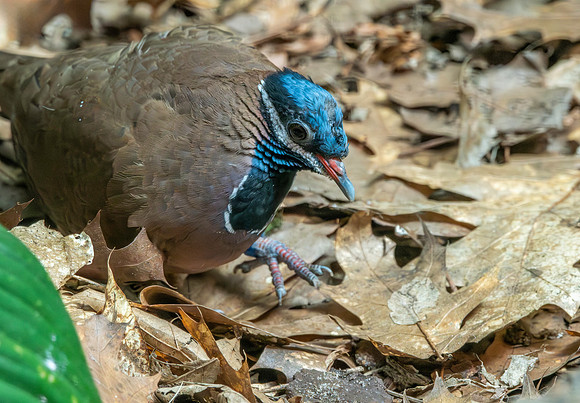 Blue headed quail dove