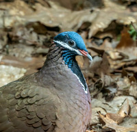 Blue headed quail dove