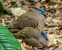Blue headed quail dove