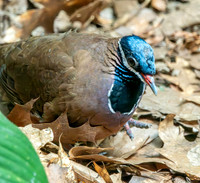 Blue headed quail dove