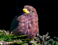 Broad billed roller