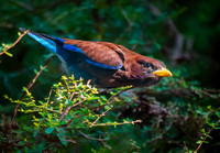 Broad billed roller