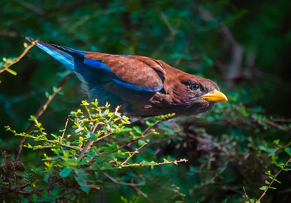 Broad billed roller