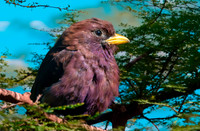 Broad billed roller