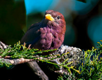 Broad billed roller