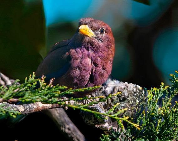 Broad billed roller