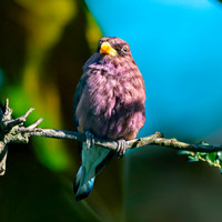 Broad billed roller