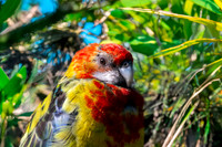 Eastern rosella