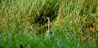 Purple heron