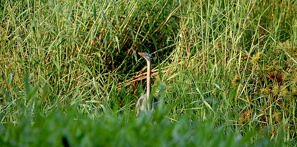 Purple heron