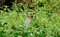 Purple heron