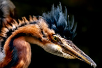 Purple heron