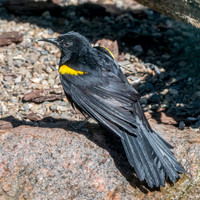 Epaulet oriole