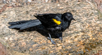 Epaulet oriole