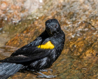 Epaulet oriole