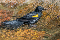 Epaulet oriole