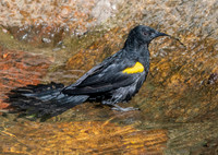 Epaulet oriole