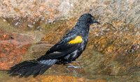 Epaulet oriole