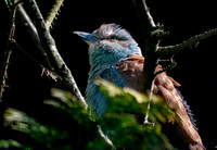 European roller