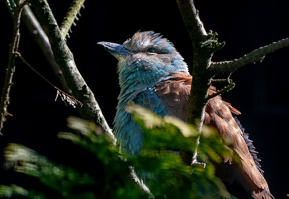 European roller