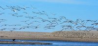 Black skimmers
