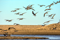 Black skimmers