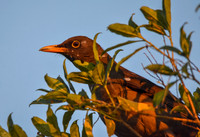 Great thrush