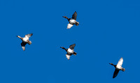 Lesser scaup