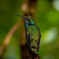Lesser violet ear