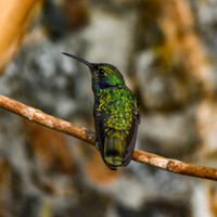 Lesser violet ear