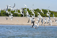 Sandwich terns