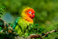 Fischer's lovebird
