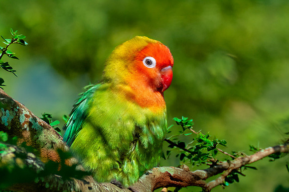 Fischer's lovebird